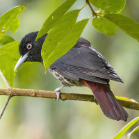 Maroon Oriole